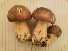 Stropharia rugosoannulata