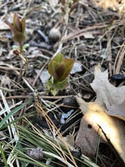 Lysimachia quadrifolia