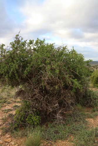 Searsia longispina, photograph 1