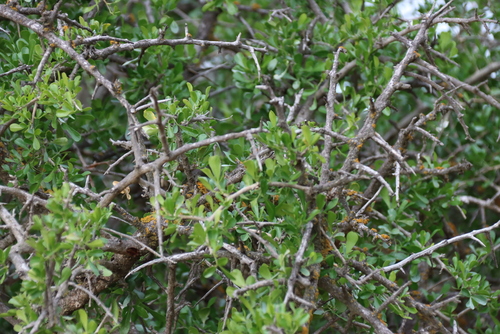 Searsia longispina