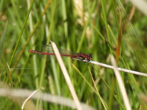 Large Red Damselfly