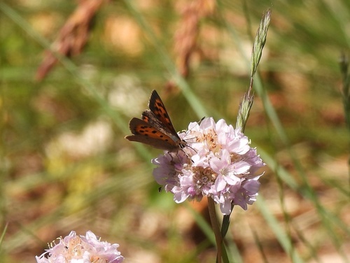 Small Copper