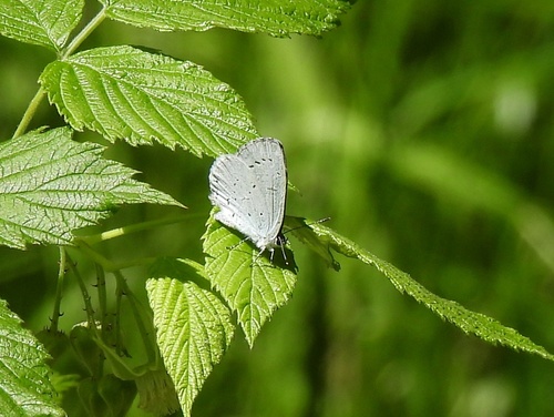 Holly Blue