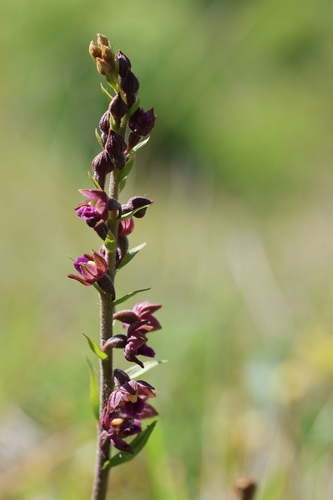 Dark-red Helleborine