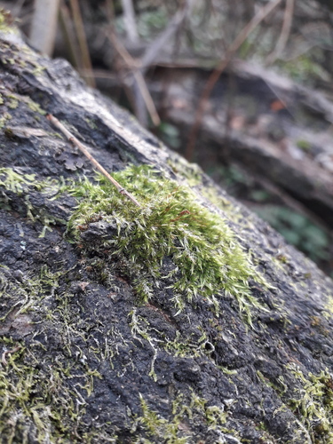 Sematophyllum subhumile observed 2026-05-30