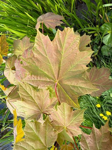 Acer platanoides