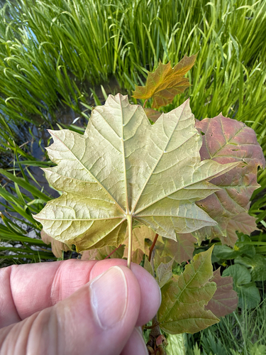 Acer platanoides
