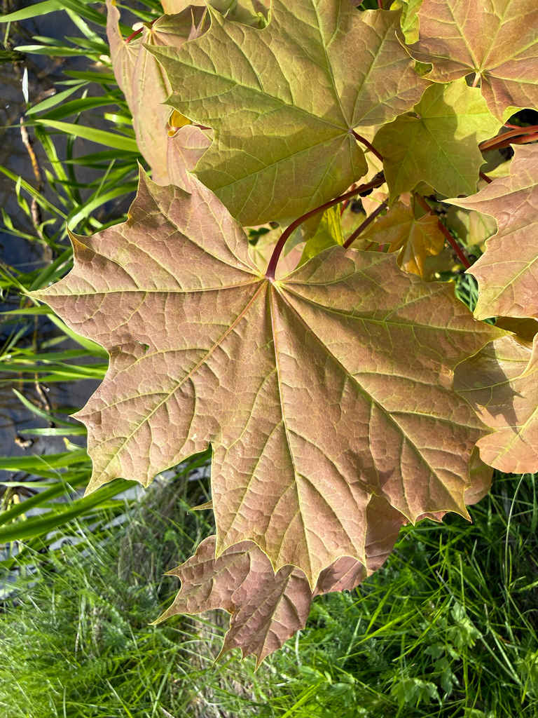 Acer platanoides (Acer platanoides)