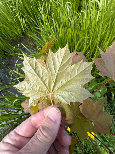 Acer platanoides