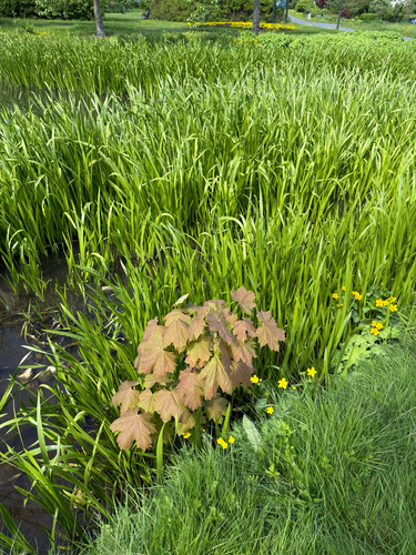 Acer platanoides