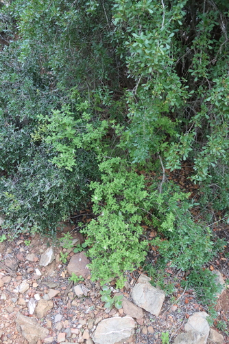 Salvia namaensis, photograph 3