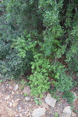 Salvia namaensis, photograph (c) Tony Rebelo, some rights reserved (CC BY-SA)