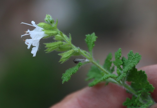 Salvia namaensis, photograph 4