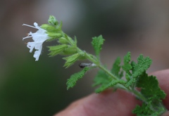 Salvia namaensis, photograph (c) Tony Rebelo, some rights reserved (CC BY-SA)