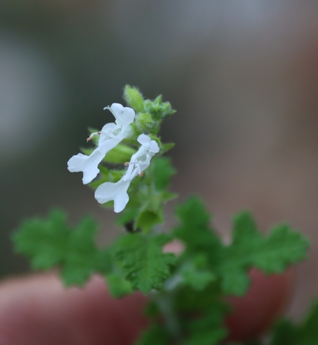 Salvia namaensis, photograph 5