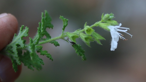 Salvia namaensis, photograph 6
