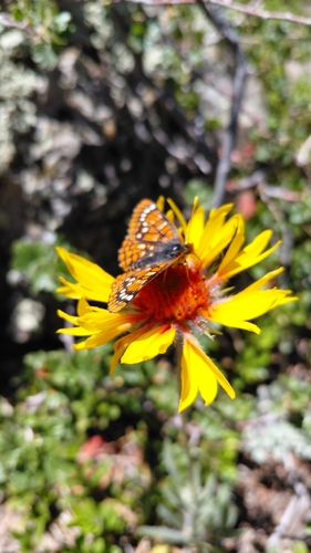Anicia Checkerspot