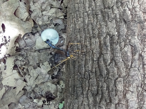 Black Giant Ichneumonid Wasp