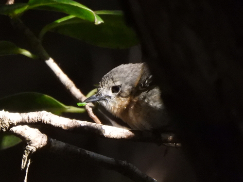 Chasiempis sandwichensis observed 2026-06-12