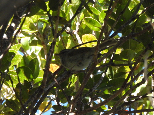 Horornis diphone, 2026-06-12