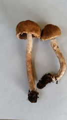 Lacrymaria asperospora