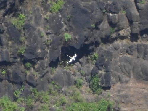 Phaethon lepturus observed 2026-06-12