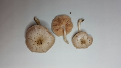 Pluteus albidus