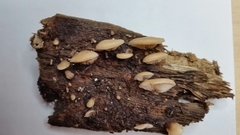 Deconica horizontalis