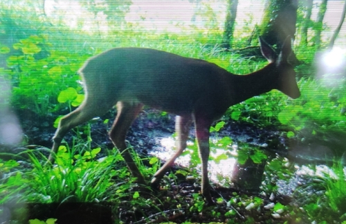 Western Roe Deer