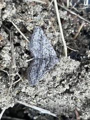Rhoptria asperaria