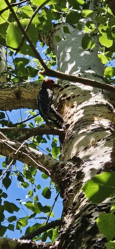 Red-breasted Sapsucker