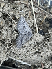 Rhoptria asperaria