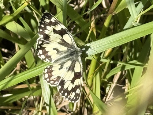 Marbled White