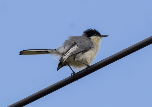 Polioptila plumbea atricapilla