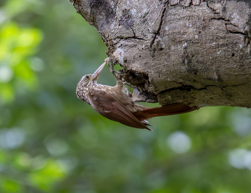 Straight-billed Woodcreeper