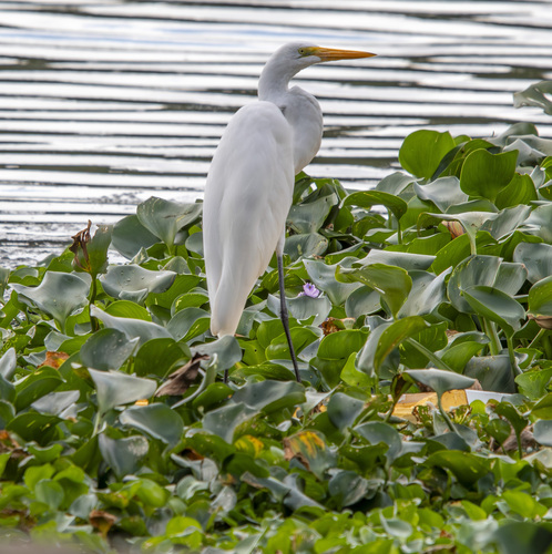 Great Egret