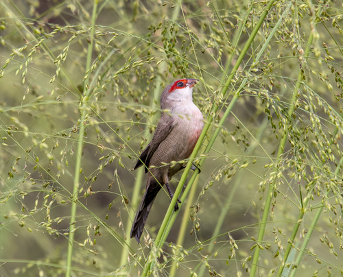 Common Waxbill