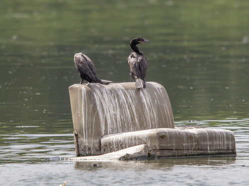 Neotropic Cormorant