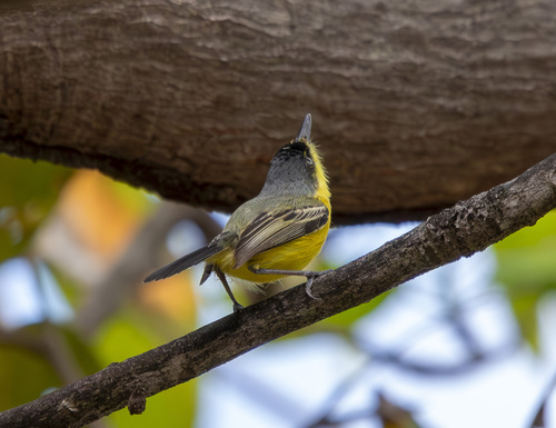 Common Tody-Flycatcher