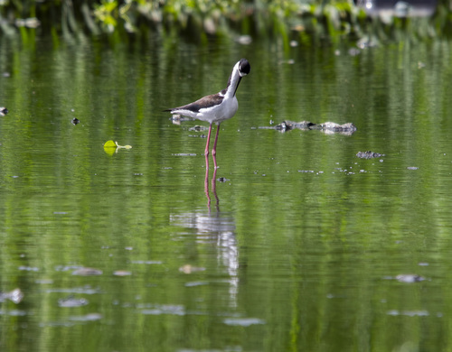Black-necked Stilt