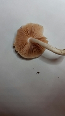 Pluteus albidus