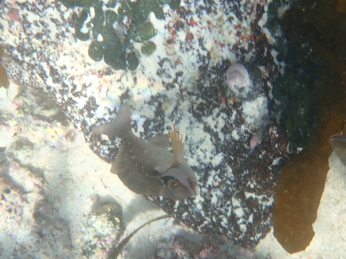 Chirodactylus brachydactylus observed 2026-05-31