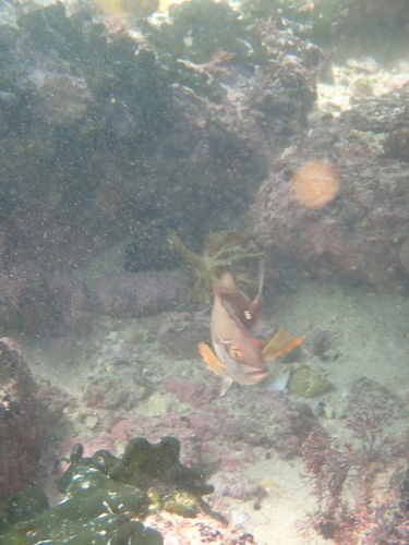 Chirodactylus brachydactylus observed 2026-05-31
