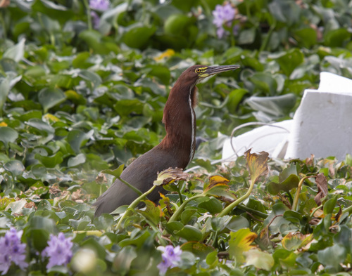 Rufescent Tiger-Heron