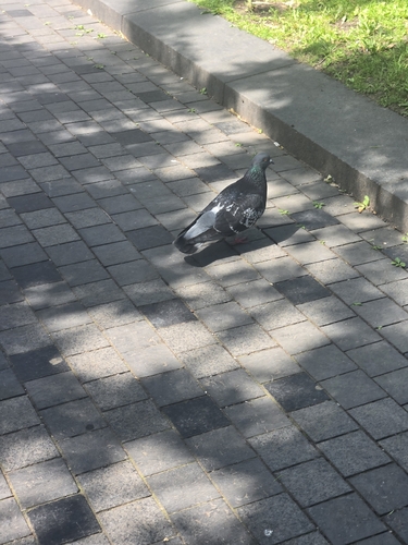 Rock Pigeon