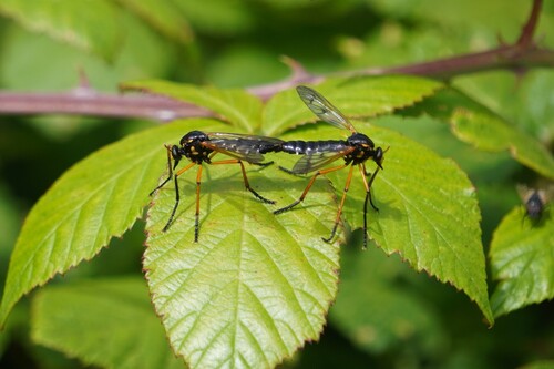 Molobratia teutonus
