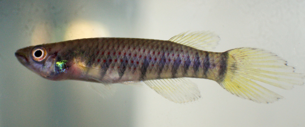 Banded panchax (Epiplatys infrafasciatus) — Nothobranchiidae