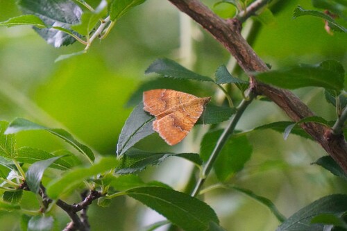 Yellow Shell Moth