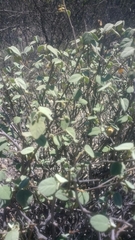 Ayenia rotundifolia
