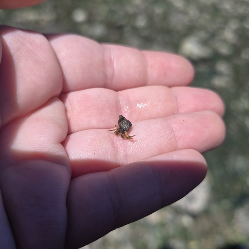Pacific Hairy Hermit Crab